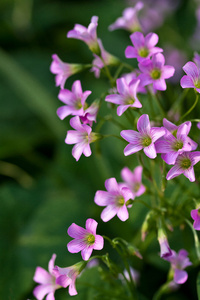 紫叶酢浆草芸香花图片