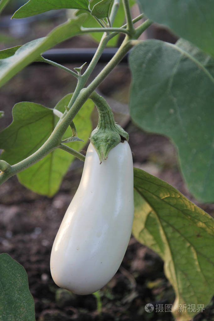 从植物中递出的白色茄子