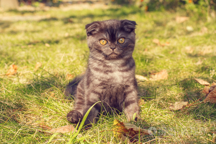 小猫在秋天的草地上