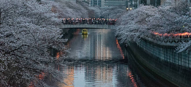 日本目黑区河东京樱花季节