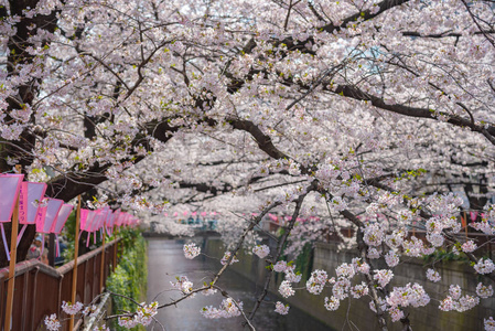 日本目黑区河东京樱花季节