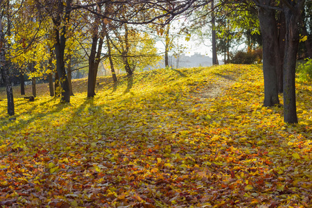在公园里的走道上铺满了落叶图片