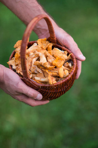 chanterelles 在秋季花园中的满篮装饰