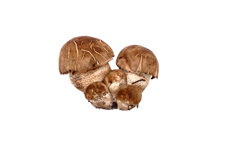 棕色帽单面 leccinum scabrum 在白色背景下隔离