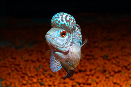 丽鱼鱼在一个美丽的水族馆