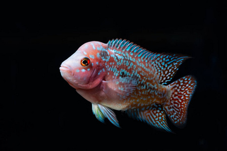 丽鱼鱼在一个美丽的水族馆