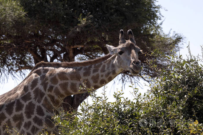 肖像南非长颈鹿小组, Giraffa Giraffa Giraffa, 丘比国家公园, 博茨瓦纳