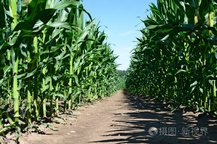 年轻的玉米在山水田园
