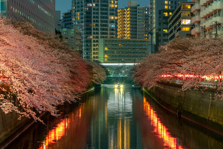 日本目黑区河东京樱花季节