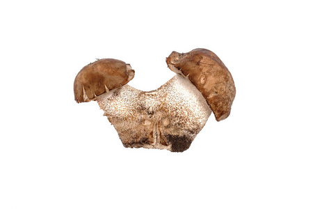 棕色帽单面 leccinum scabrum 在白色背景下隔离