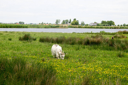 白羊在草地上