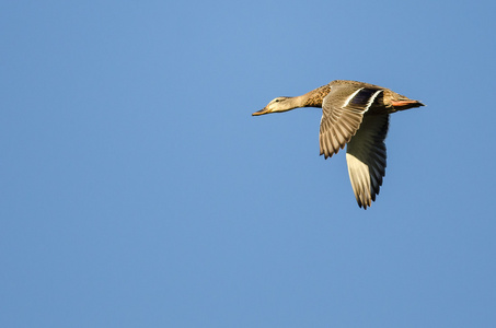 在蓝色的天空中飞翔的野鸭