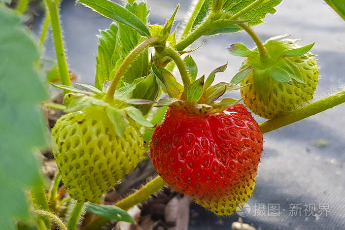 生长过程中叶子中的红色和绿色草莓