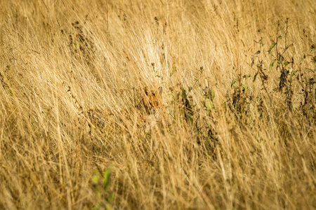 红狐藏在高高的草丛中, 在干燥的田野里伪装得很好
