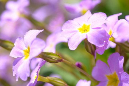 粉红色的樱草花.在田间生长的报春花花照片