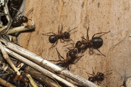 木板上的蚂蚁