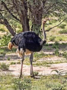 鸵鸟, 鸵鸟双峰驼, 卡拉哈里, 南非