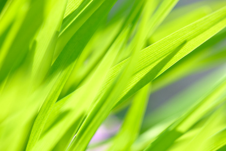 猫的小草芽一棵小草中特写红钟花夕阳下的水滴中的绿色小草特写德雷克
