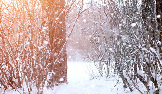 冬季景观积雪覆盖大片。一个公园在冬天在