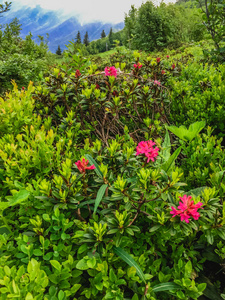 美丽的山风景与花