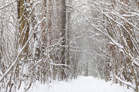 冬季景观积雪覆盖大片。一个公园在冬天在