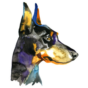 杜宾犬图片