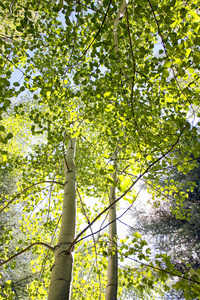 海拔高头一座高海拔的白杨树和松树的头顶上的树冠, 在夏末的阳光照耀
