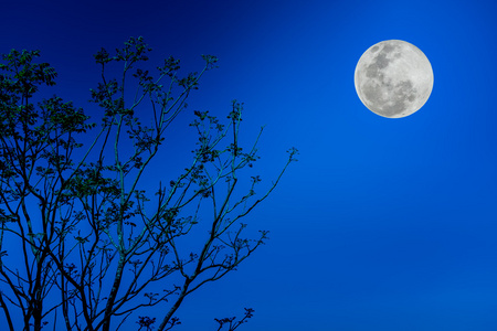 对蓝蓝的天空和美丽的满月的树的剪影