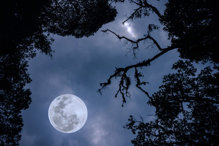 对夜空中森林树的树枝的剪影图片