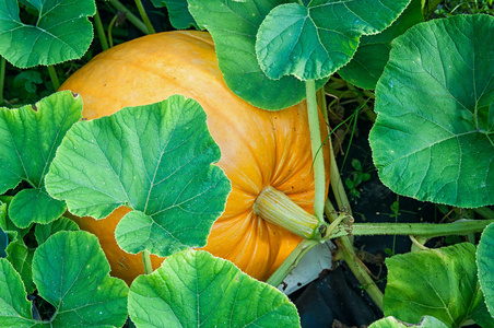 黄色的南瓜花图片