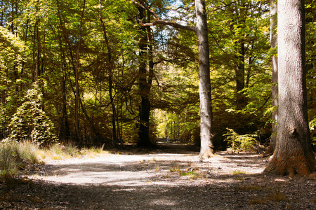 农村步行路径蜿蜒穿过树林