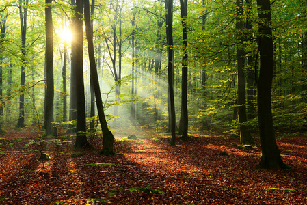 美丽的早晨与阳光在秋天森林里