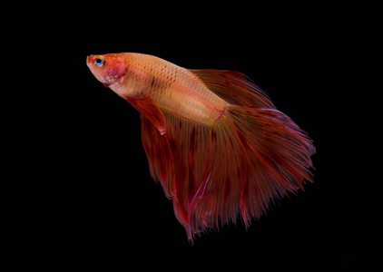 捕捉藏红花连体格斗鱼的运动动作照片