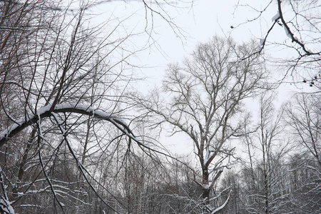 冬季景观积雪覆盖大片。一个公园在冬天在