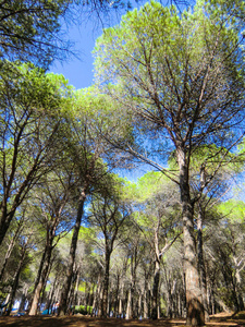 在波尔图阿伊努海滩的松树, 靠近 Budoni, Gallura, 东撒丁岛, 撒丁岛, 意大利, 欧洲