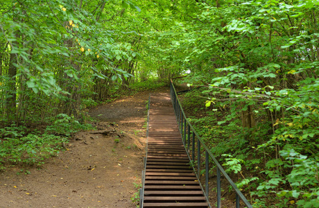 在 Duderhof 高地的夏日落叶森林中的台阶, 俄罗斯