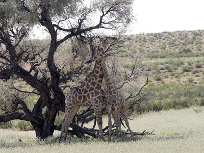 南非长颈鹿婚礼舞蹈, Giraffa 鹿豹座 Giraffa, 卡拉哈里, 南非