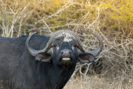 南非海角水牛动物