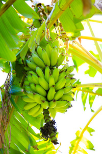 未成熟的香蕉，香蕉树上