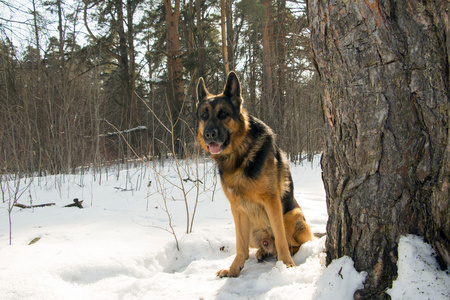 德国牧羊犬在冬天的雪地上