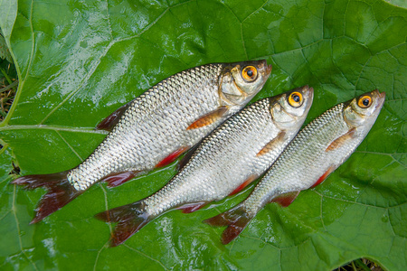 三种常见的陆克鱼在自然背景下。