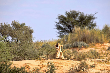 打哈欠的母狮, 虎狮子座, 南非卡拉哈里