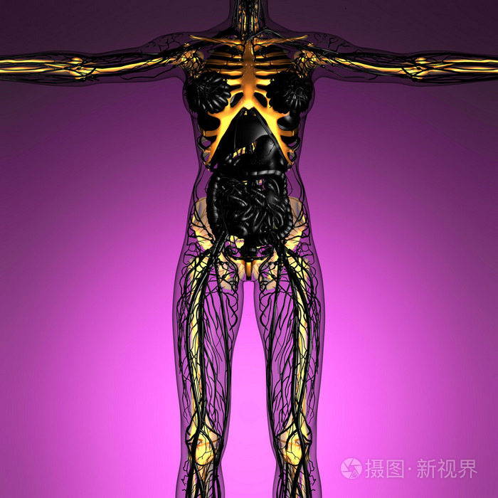 在x 射线与人体科学解剖发光骷髅骨头