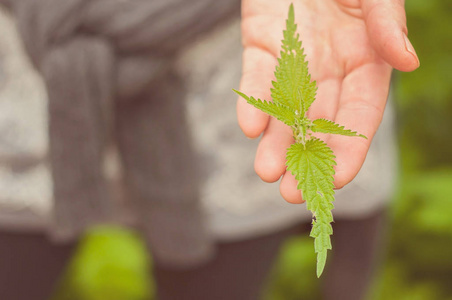 一个女人手里拿着荨麻 芬兰的自然生态健康营养丰富的野生食品