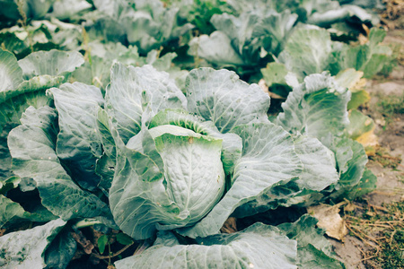 白菜头在花园里绿叶, 收获季节照片