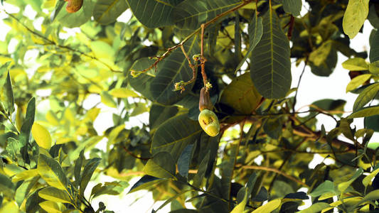 坚果树种植腰果。布桑加，巴拉望岛菲律宾
