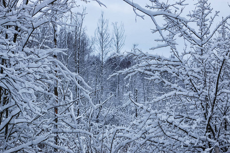 冬季森林景观阳光和雪