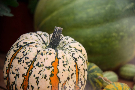 绿色和黄色的斑点成熟斑点的圆形南瓜黄色和绿色与其他大小不同的南瓜