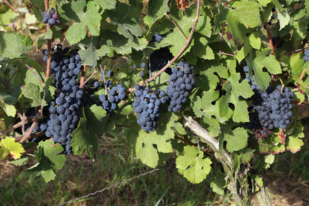 葡萄在葡萄园中成熟