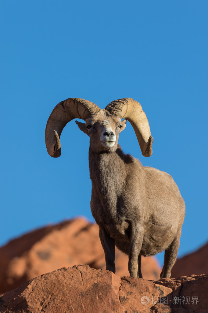 3648*5472px发票合同问题/野生动物动物哺乳动物沙漠查看作者其他作品